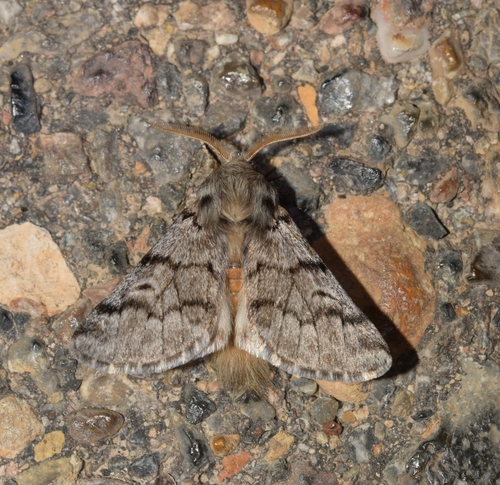 Pine Processionary-moth