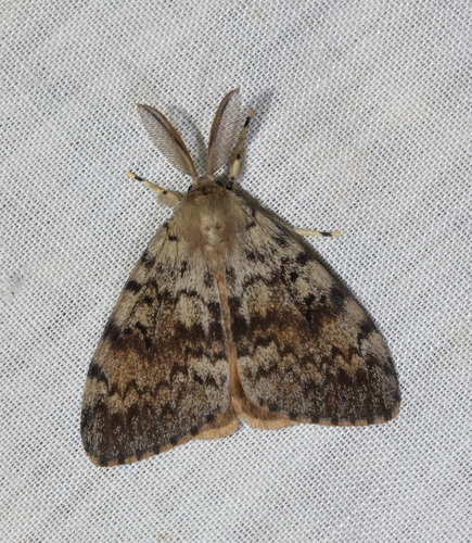 Spongy Moth