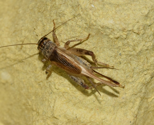 Verge Cricket