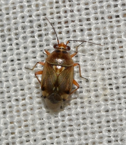 Deraeocoris serenus