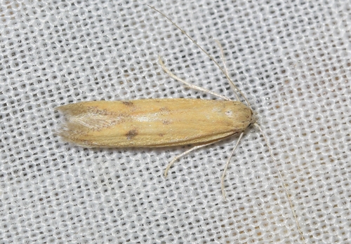 Epidola stigma