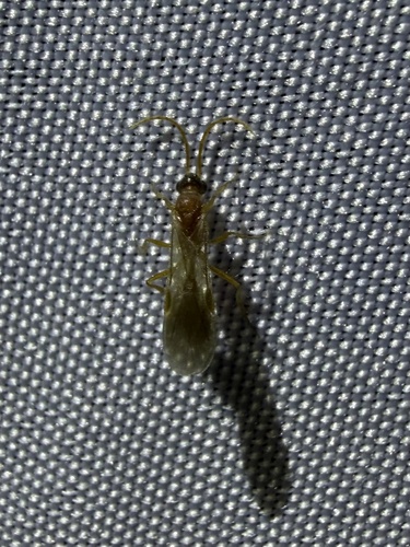 iNaturalist observation photo of Ants