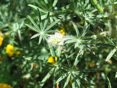 Lupinus sparsiflorus