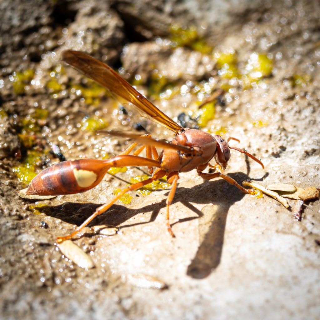 Belonogaster lateritia