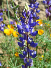 Lupinus sparsiflorus