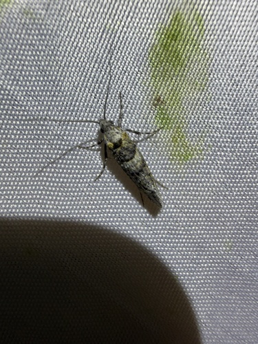 iNaturalist observation photo of Dyotopasta