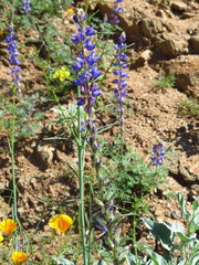 Lupinus