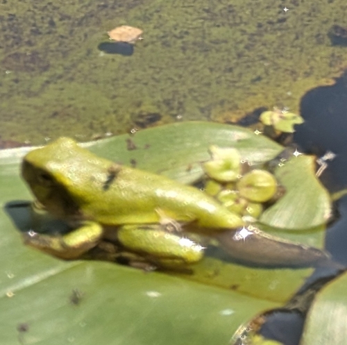 Gray Treefrog Species Complex photographed in Minnesota