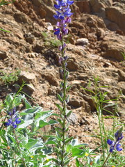 Lupinus