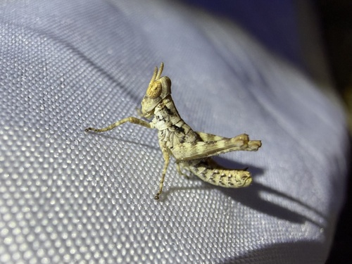 iNaturalist observation photo of White Mountain Grasshopper