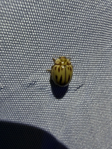 iNaturalist observation photo of Broken-dashed Lady Beetle