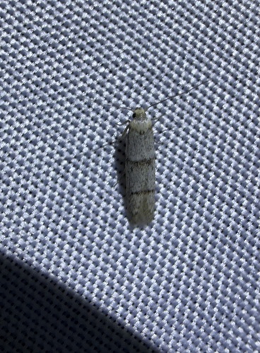 iNaturalist observation photo of Curved-horn Moths