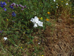 Cryptantha intermedia