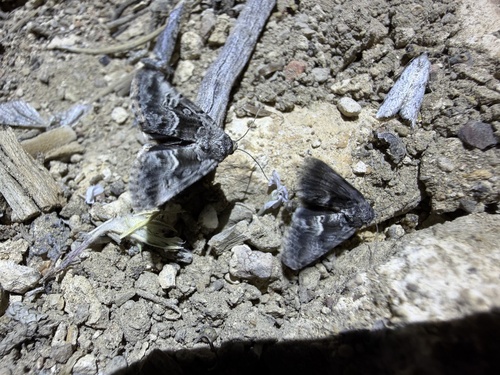 iNaturalist observation photo of Cutworm Moths and Allies