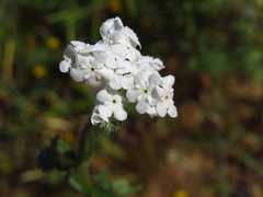 Cryptantha intermedia