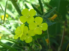 Camissoniopsis bistorta