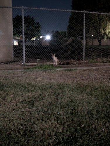 San Joaquin Kit Fox observed by daturademon