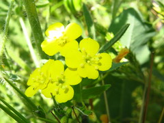 Camissoniopsis bistorta