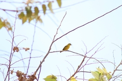 Euphonia luteicapilla