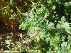 Erodium cicutarium