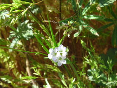 Gilia angelensis