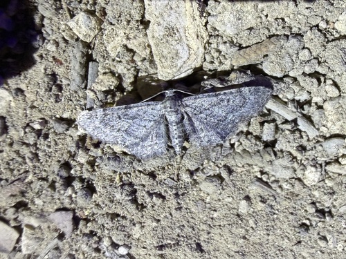 iNaturalist observation photo of Geometer Moths