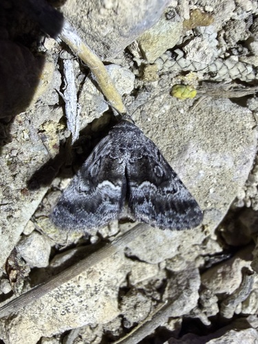 iNaturalist observation photo of Cutworm Moths and Allies