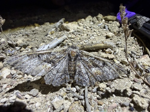 iNaturalist observation photo of Phaeoura mexicanaria