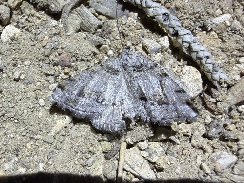 iNaturalist observation photo of Macaria