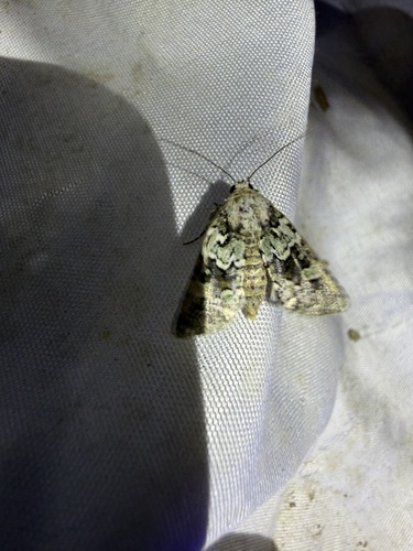 iNaturalist observation photo of Lacinipolia
