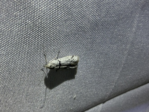 iNaturalist observation photo of Myelopsis