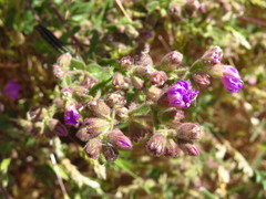 Mirabilis laevis crassifolia