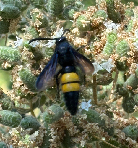 Scolia hirta