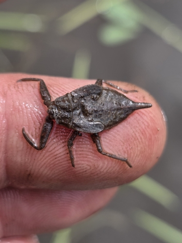 Eurasian Water Scorpion