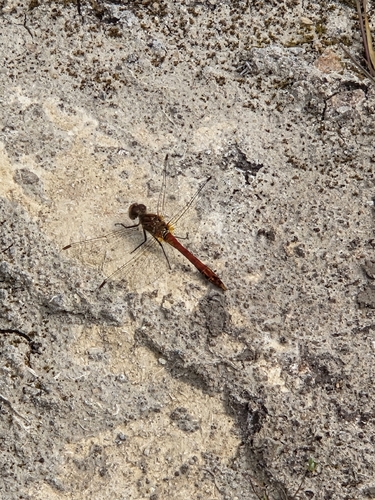 Ruddy Darter