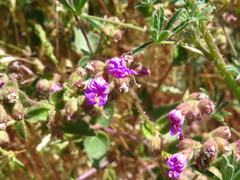 Mirabilis laevis crassifolia