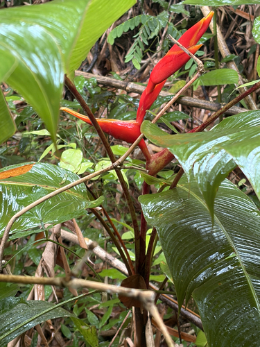 Heliconia spathocircinata (Heliconia spathocircinata)