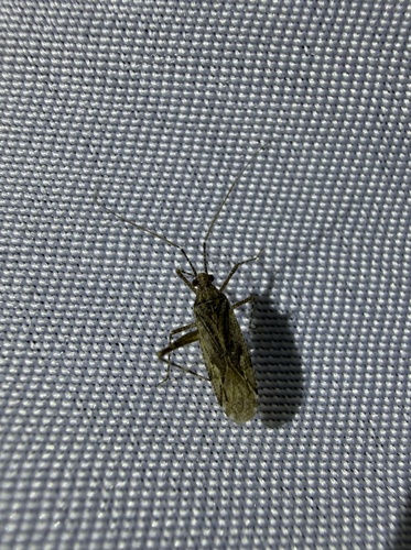 iNaturalist observation photo of Phytocoris