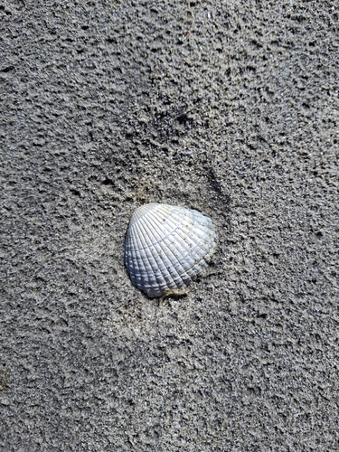 Common Cockle