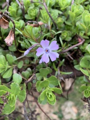 Phlox subulata