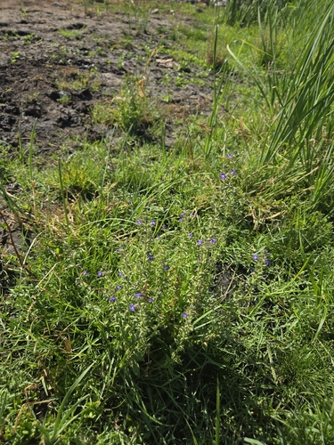 Stemodia durantifolia, photograph 4