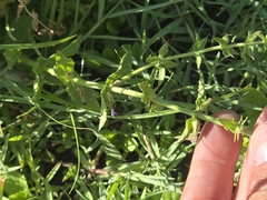 Stemodia durantifolia, photograph author not stated, no rights reserved