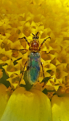 Dilophus occipitalis