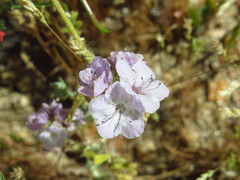 Phacelia cicutaria hispida