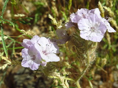 Phacelia cicutaria hispida
