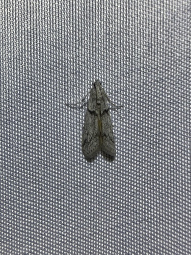 iNaturalist observation photo of Myelopsis