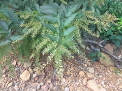 Phyllodium pulchellum