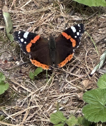 Red Admiral