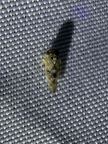 iNaturalist observation photo of Idiocerini