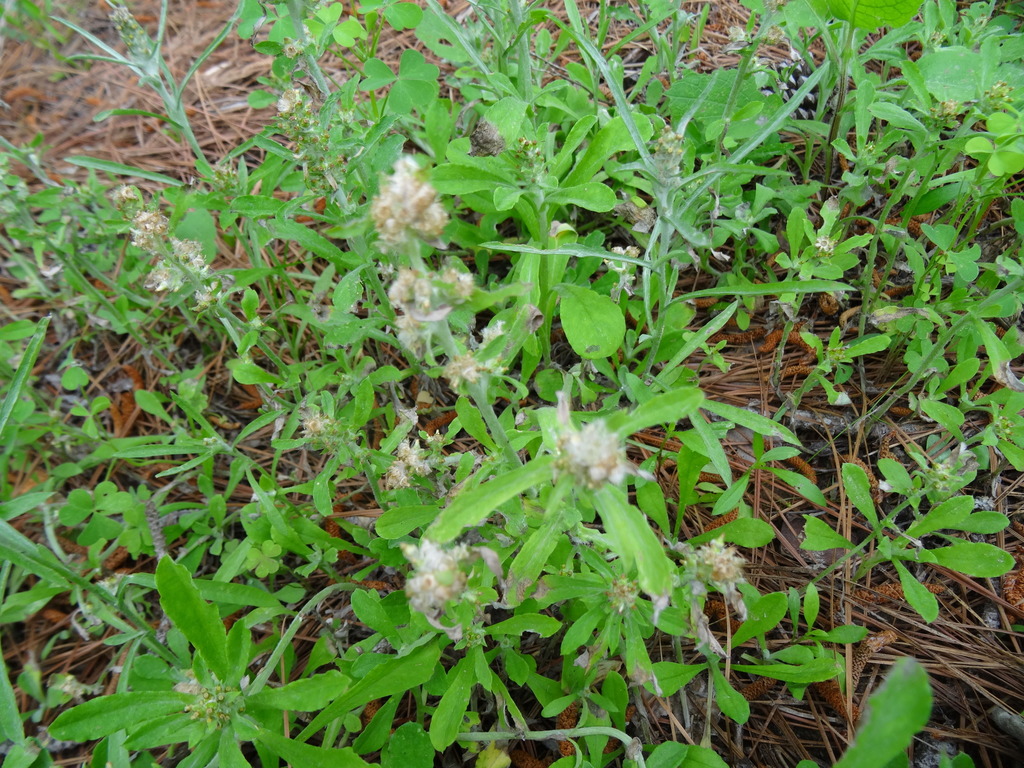 Pennsylvania Cudweed in April 2017 by Kathy McAleese · iNaturalist